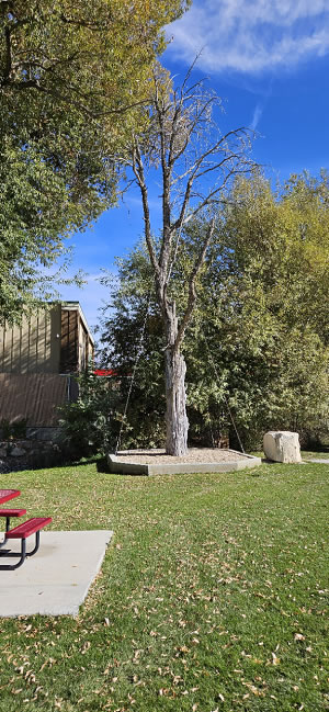 The Old Peace Treaty Tree in Ephriam, Utah